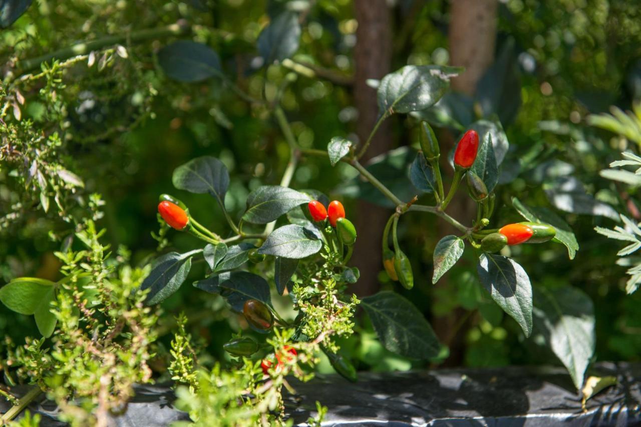 Casa Estrella De La Valenciana Hotel Boutique Guanajuato Zewnętrze zdjęcie